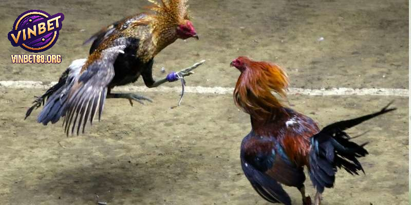 Tham gia đá gà VINBET với tỷ lệ cược hay nhất