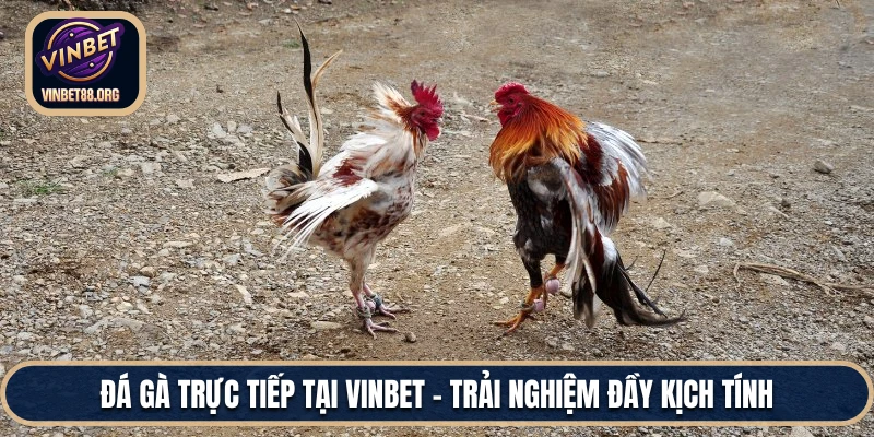 Đá Gà Trực Tiếp